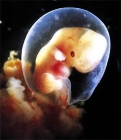 В Британии разрешат эмбрионы-гибриды