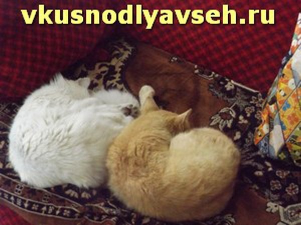 мои коты