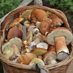 Бельевая корзина с боровиками