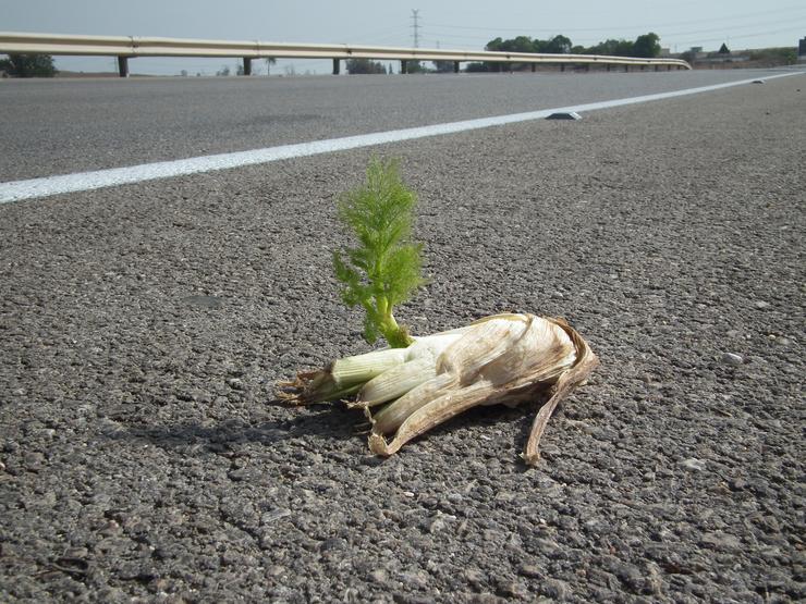 Неутолимая жажда - жить.