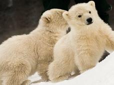 Белые медвежата в Ижевском зоопарке впервые вышли на прогулку в вольер
