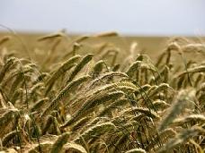 Украина планирует в 2016-2017 маркетинговом году экспортировать почти 40 млн тонн зерна