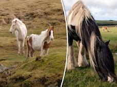 Ради спасения пони англичане решили чипирвать животных