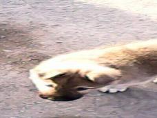 На знаменитом уральском заводе жестоко убили пса — любимца рабочих