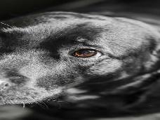 Владельцев собак предупреждают: Великобританию охватывает эпидемия Алабамской гнили