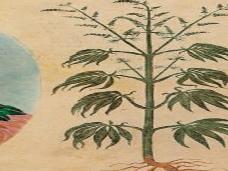 Древние китайцы использовали коноплю в погребальных ритуалах