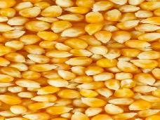 Китай не проявляет интереса к американской кукурузе