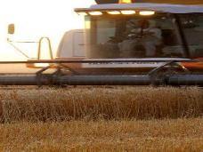 Урожай пшеницы в России на 4,4 млн. тонн больше прошлогоднего