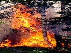 Более 24,5 тыс. га леса горят в Сибири