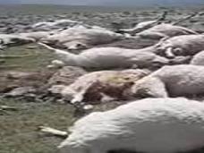 В Грузии ударом молнии убило 550 овец. Фермеры не могут спустить тела животных с горы
