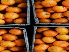 В России мандарины подорожали на 25% за год