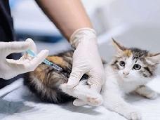 В России запатентована антиковидная вакцина для животных "Карнивак-Ков".