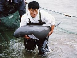В Китае появился речной дельфин, считавшийся вымершим