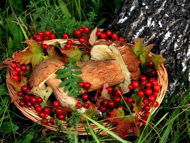 Минсельхоз хочет обложить налогом сборщиков лесных грибов и ягод