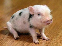 Американский эксперимент: клетки человека прижились у свиньи