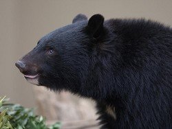 В Японии собирательницу бамбука в горах убил медведь