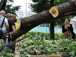 Реновация: В Москве срубят каждое 4-е дерево