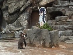 В Японии пингвин, которого бросила подруга, влюбился в героиню аниме
