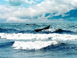 Минприроды хочет сократить в 10 раз площадь водоохранной зоны Байкала