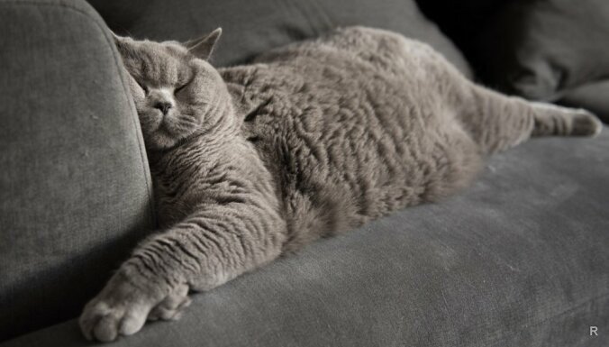 Если кошка спит в вашей постели, что это значит – почему кот ложится на грудную клетку, живот, голову хозяина: народные приметы