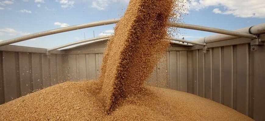 Россия может столкнуться с избытком зерна
