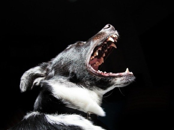 В Москве собака нарушителя режима самоизоляции покусала полицейского