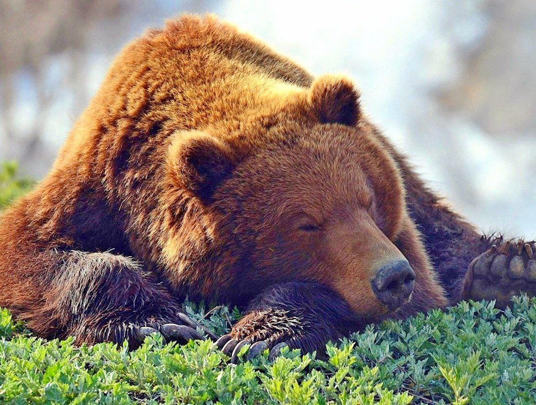 Фото медведя с боку